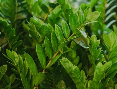 Αυτό είναι το φυτό που διώχνει γρουσουζιά, γλωσσοφαγιά και κακό μάτι